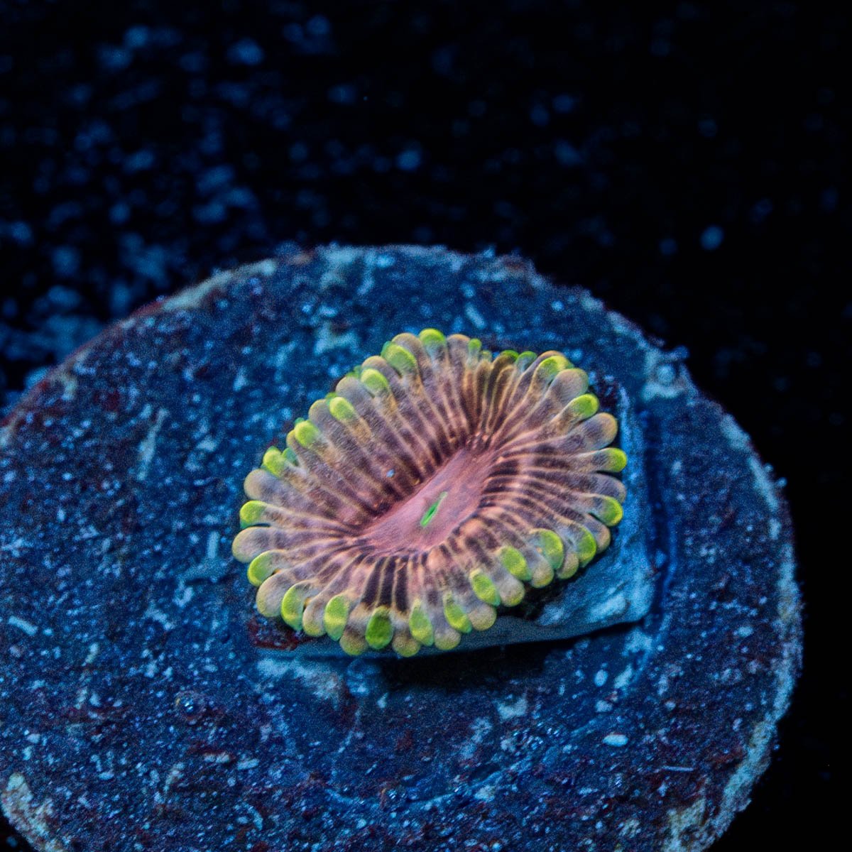Majin Boos Zoanthid - riptide aquaculture llc