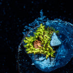 Purple Monsters Zoanthid - riptide aquaculture llc