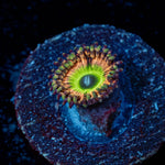 Candy Apple Pink Zoanthid - riptide aquaculture llc