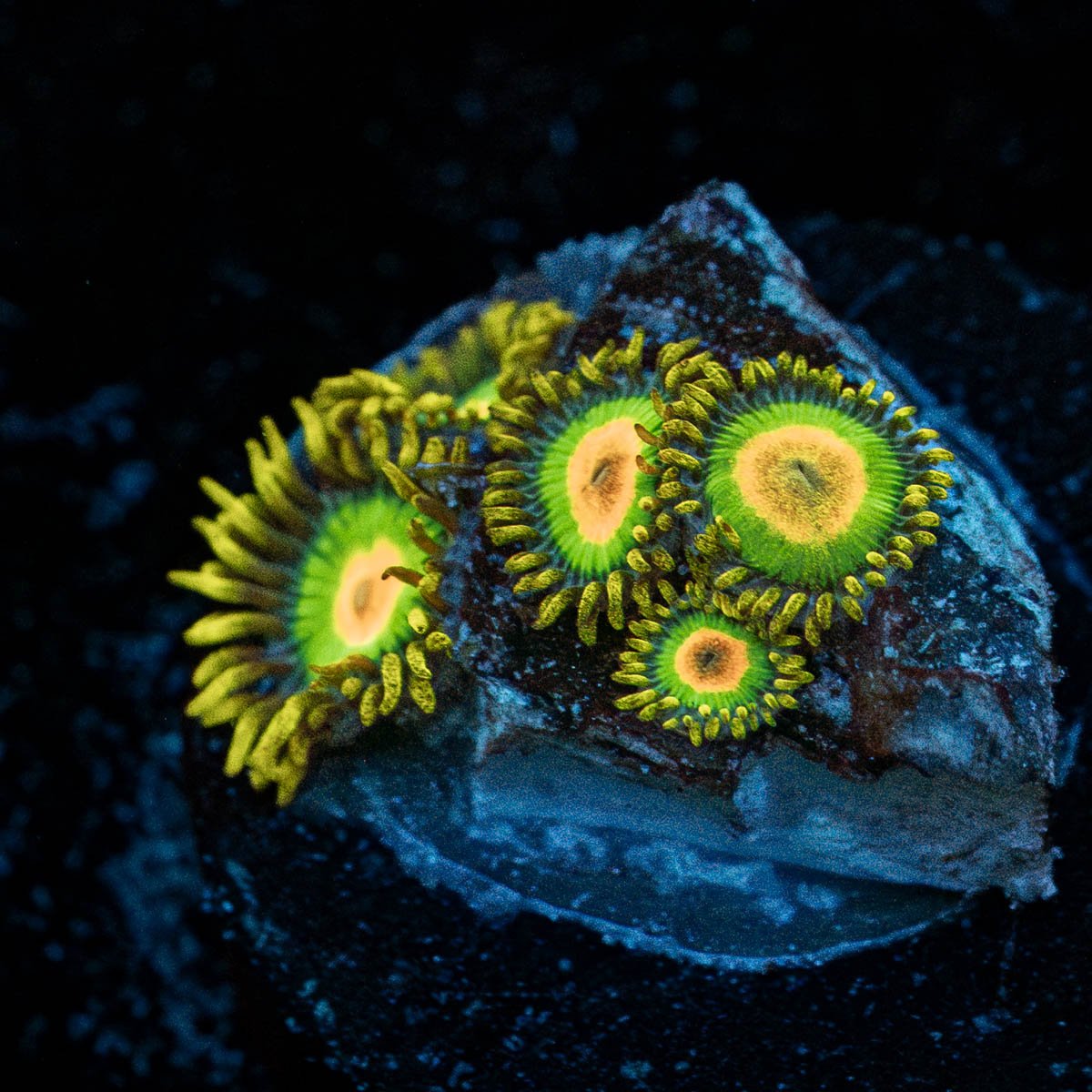 Rasta Zoanthid 
