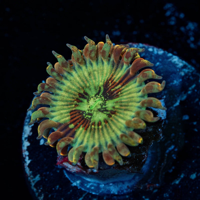 Seductions Zoanthid