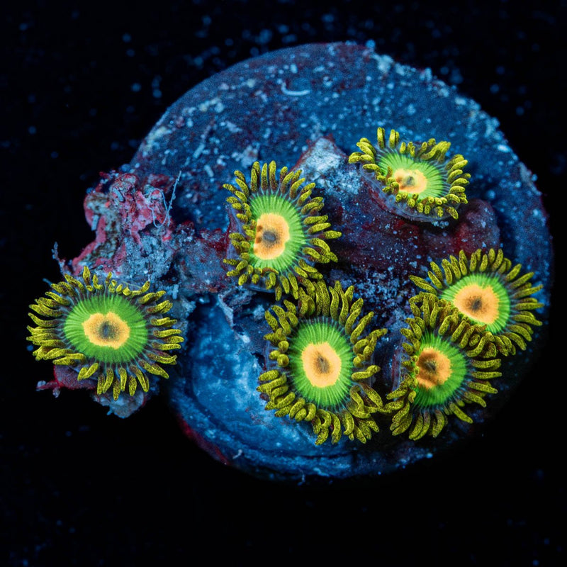Rasta Zoanthid