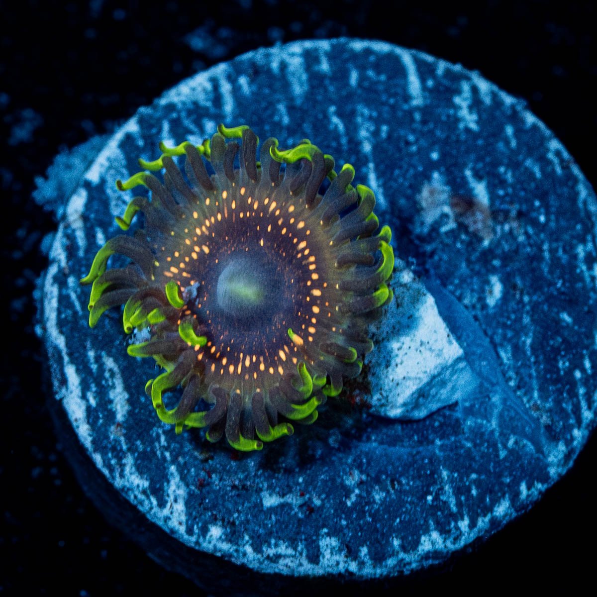 Psychosis Zoanthid - riptide aquaculture llc