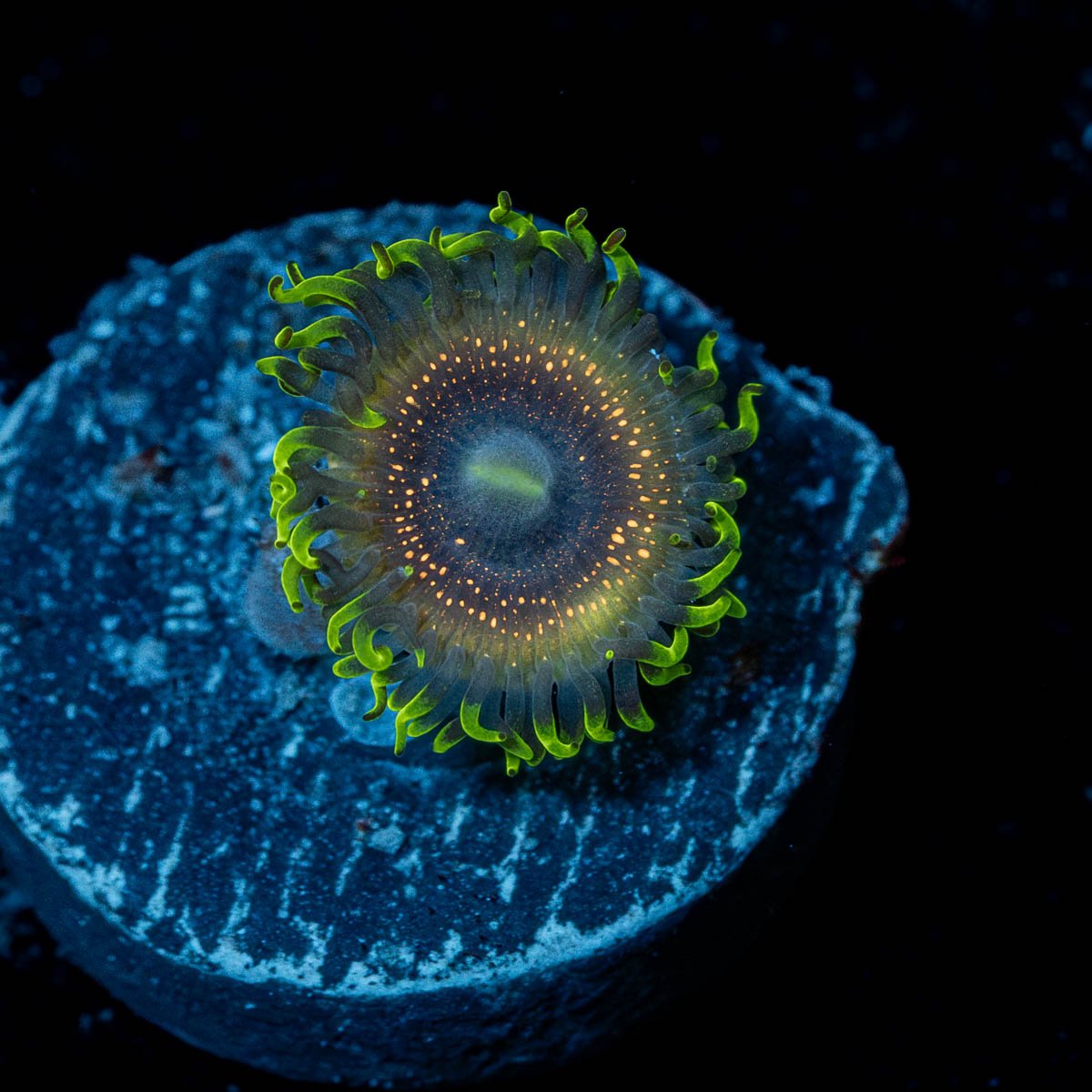 Psychosis Zoanthid - riptide aquaculture llc