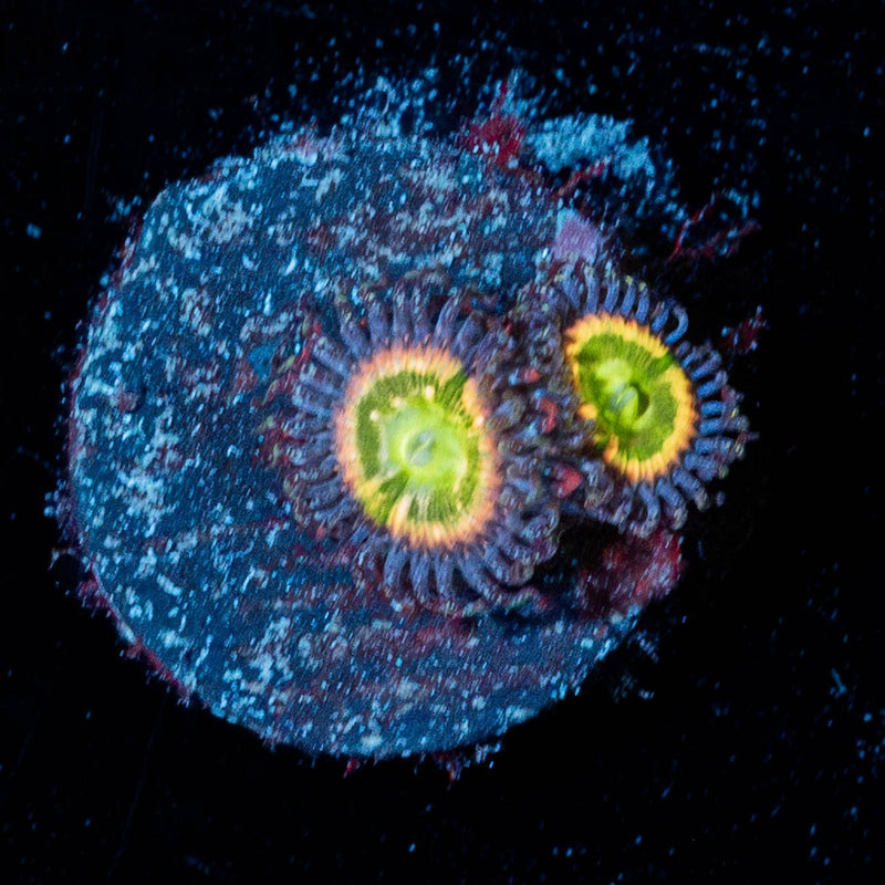 Tinker Bells Zoanthid