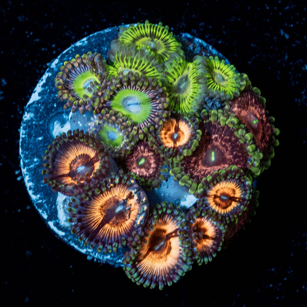 Zoanthid Multi Plug - riptide aquaculture llc