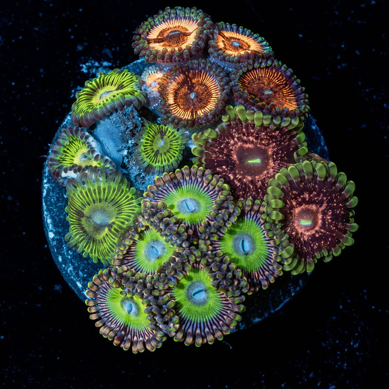 Zoanthid Multi Plug