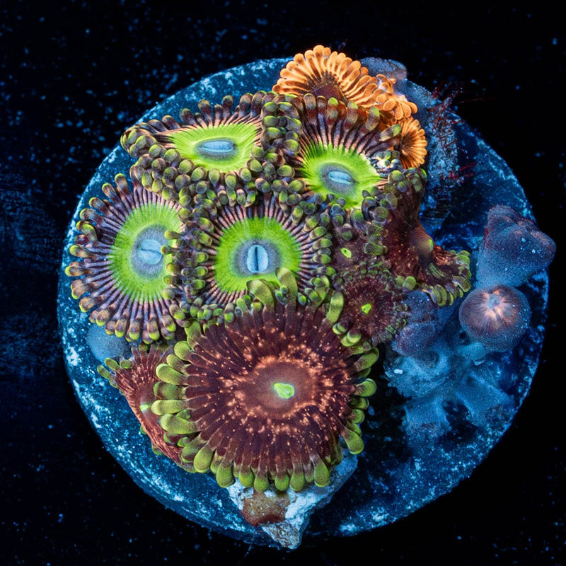 Zoanthid Multi Plug