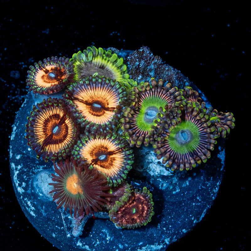 Zoanthid Multi Plug