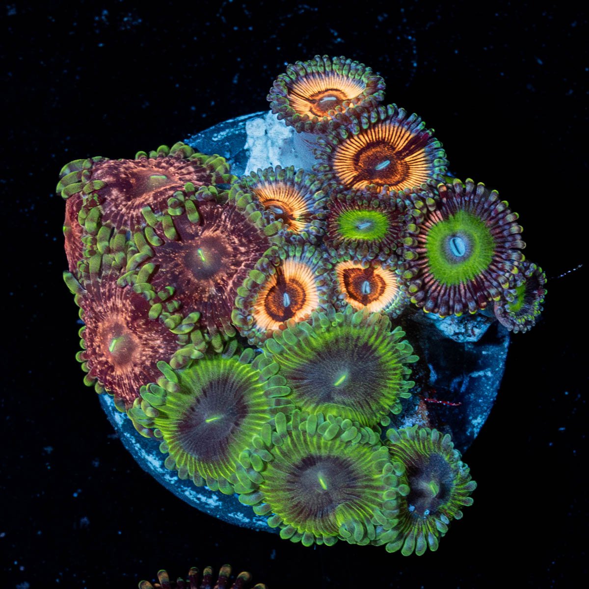 Zoanthid Multi Plug - riptide aquaculture llc