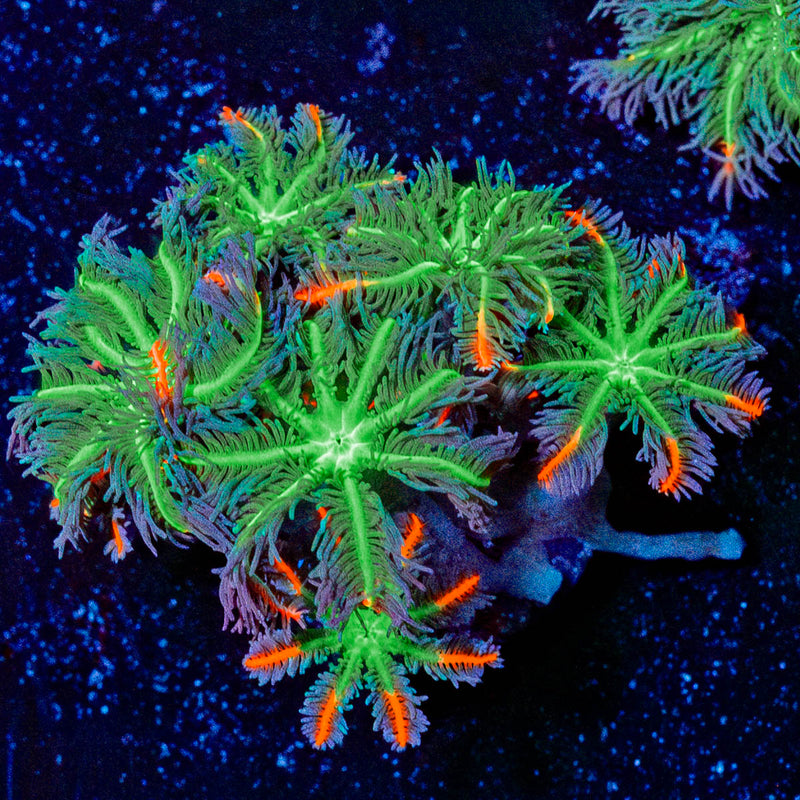 ACR Firework Clove Polyps