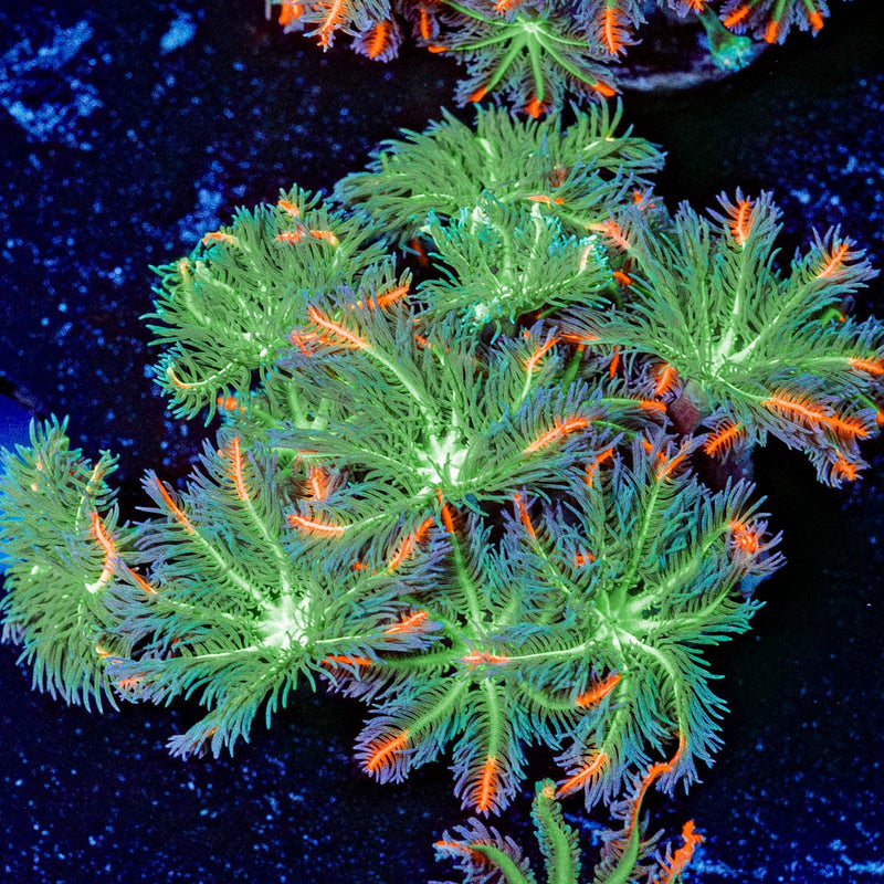 ACR Firework Clove Polyps