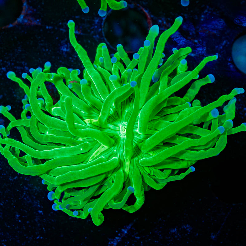 Blue Tipped Torch Euphyllia