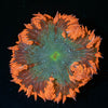 Ultra Rock Flower Anemone - riptide aquaculture llc