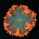 Ultra Rock Flower Anemone - riptide aquaculture llc