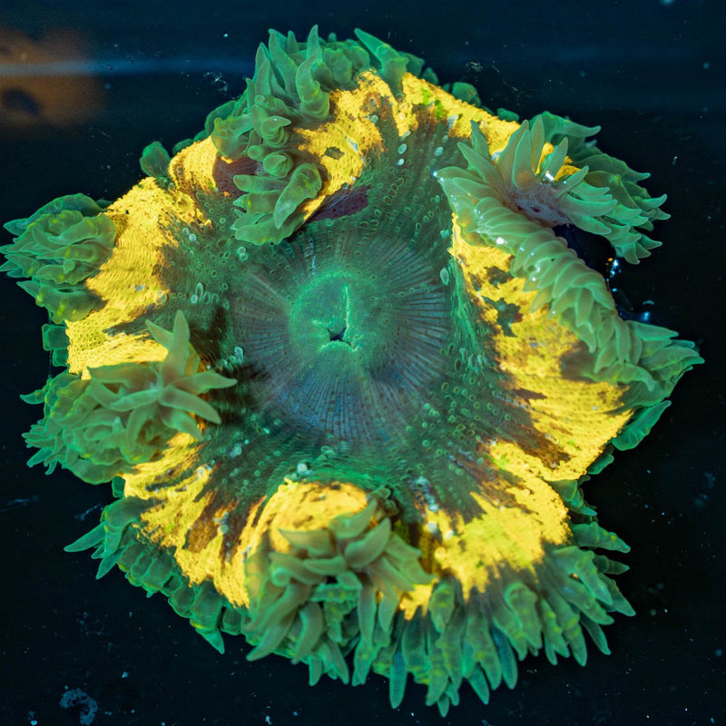 Ultra Rock Flower Anemone