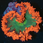 Ultra Rock Flower Anemone - riptide aquaculture llc