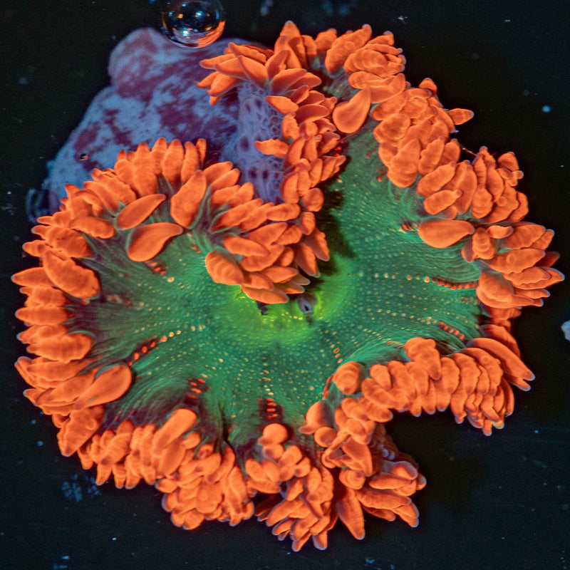 Ultra Rock Flower Anemone