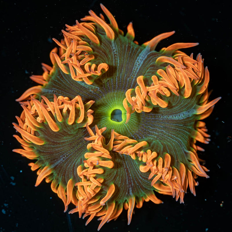 Ultra Rock Flower Anemone