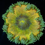 Ultra Rock Flower Anemone - riptide aquaculture llc