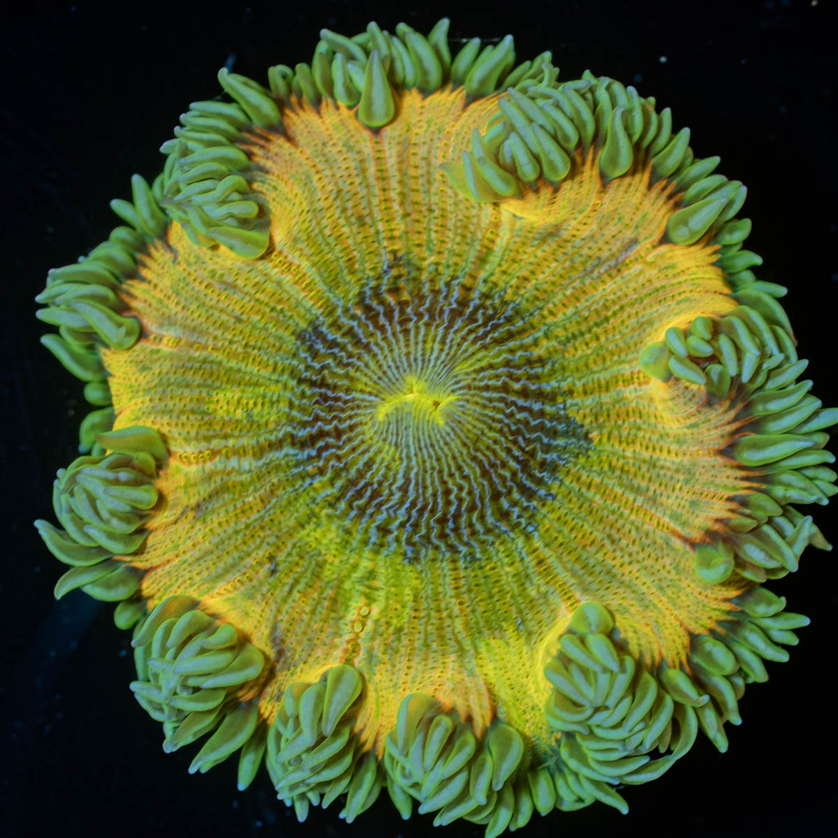 Ultra Rock Flower Anemone - riptide aquaculture llc