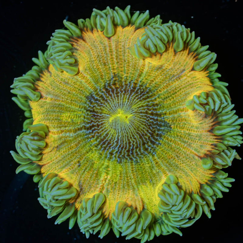 Ultra Rock Flower Anemone