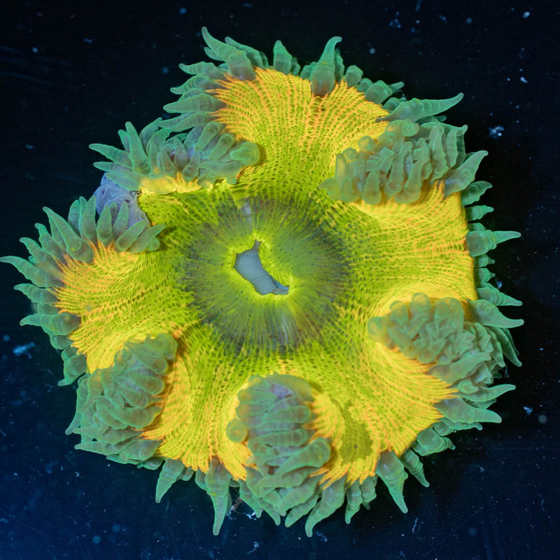 Ultra Rock Flower Anemone