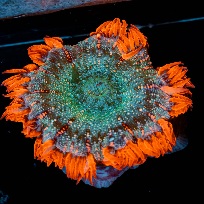 Ultra Rock Flower Anemone