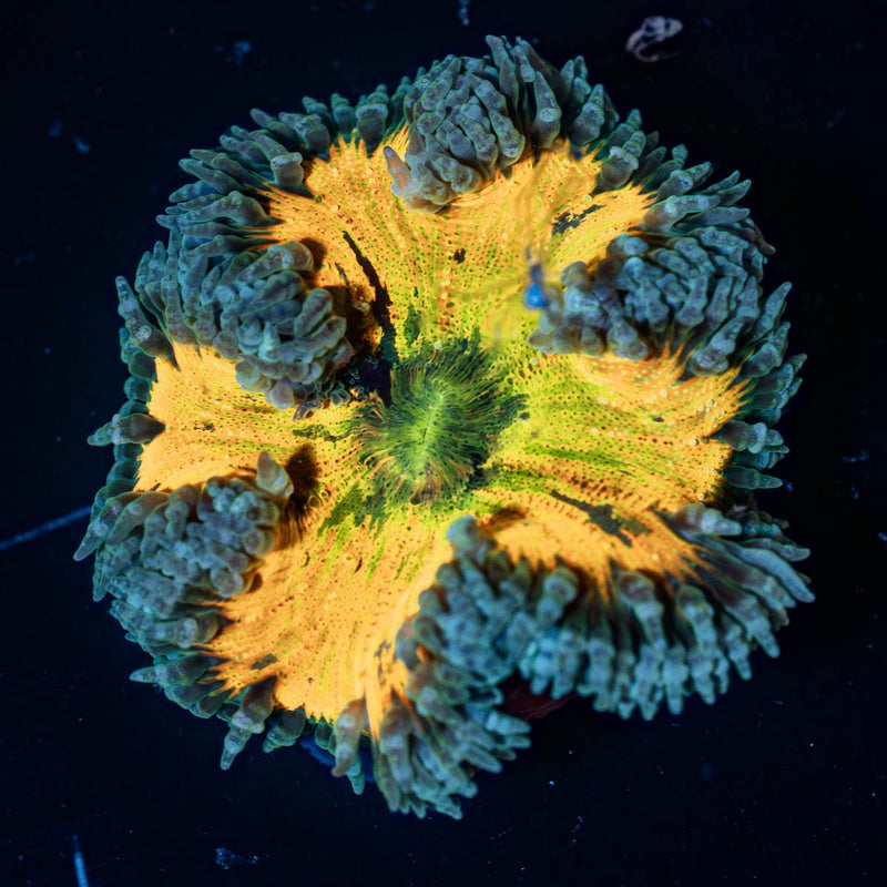 Ultra Rock Flower Anemone