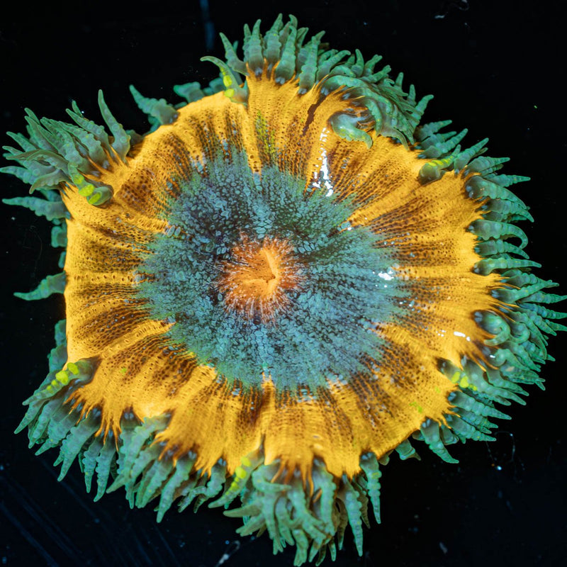 Ultra Rock Flower Anemone