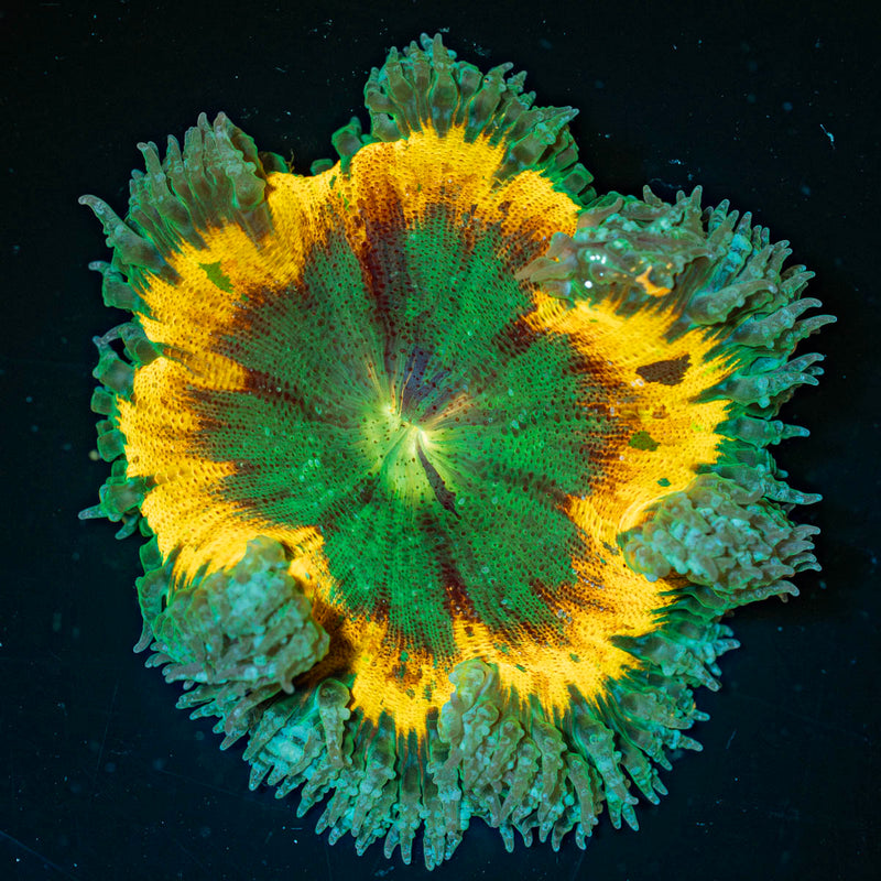 Ultra Rock Flower Anemone