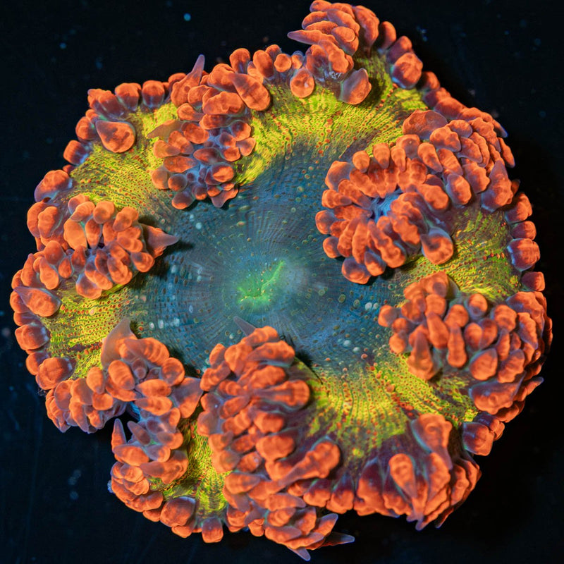 Ultra Rock Flower Anemone