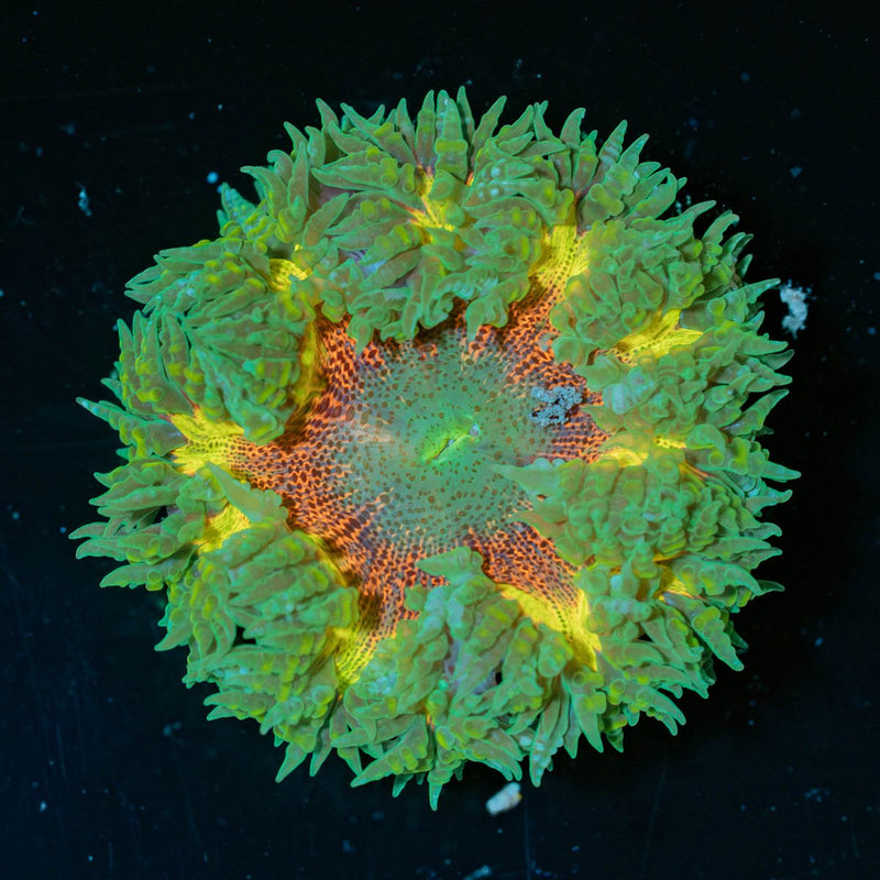 Ultra Rock Flower Anemone