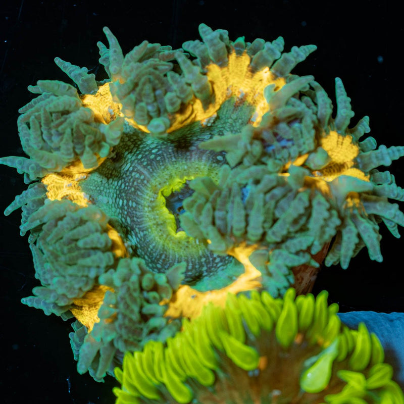 Ultra Rock Flower Anemone