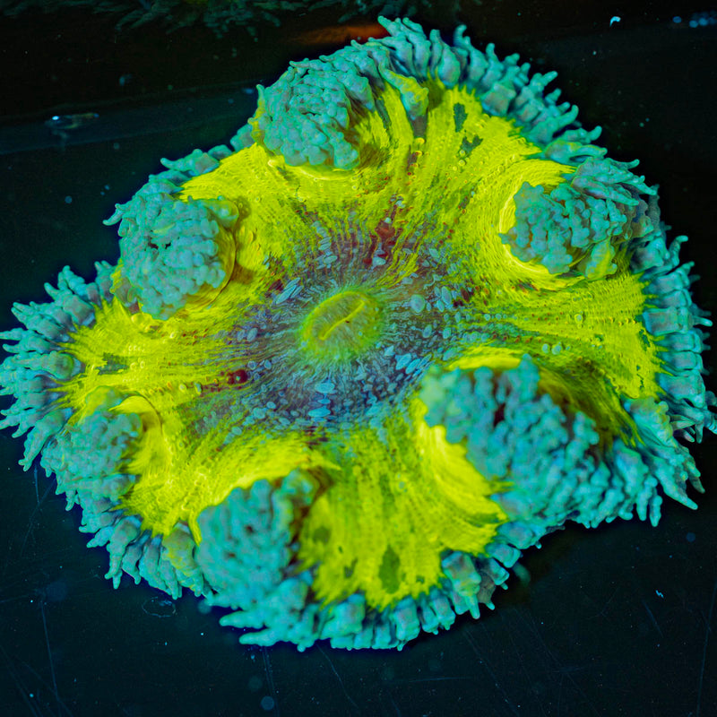 Ultra Rock Flower Anemone