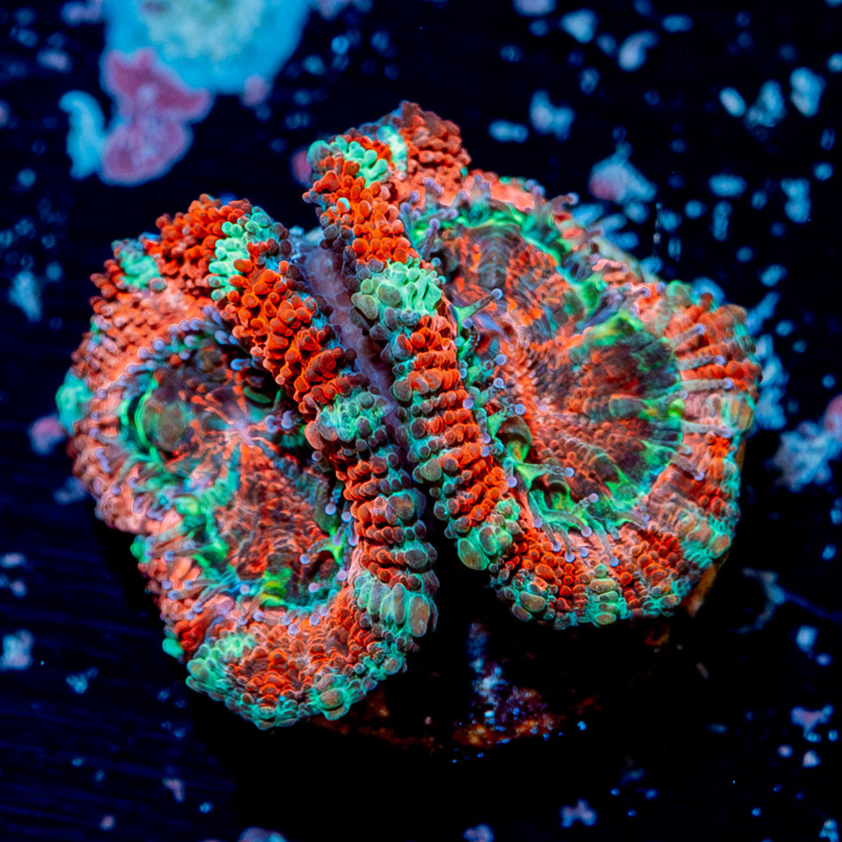 Pink Micromussa/ Acan