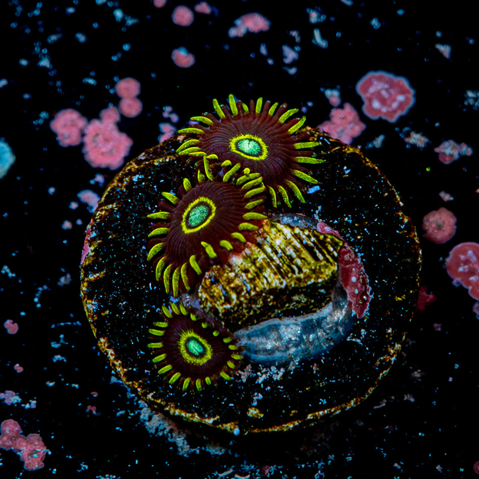 Ble Hornets Zoanthid 