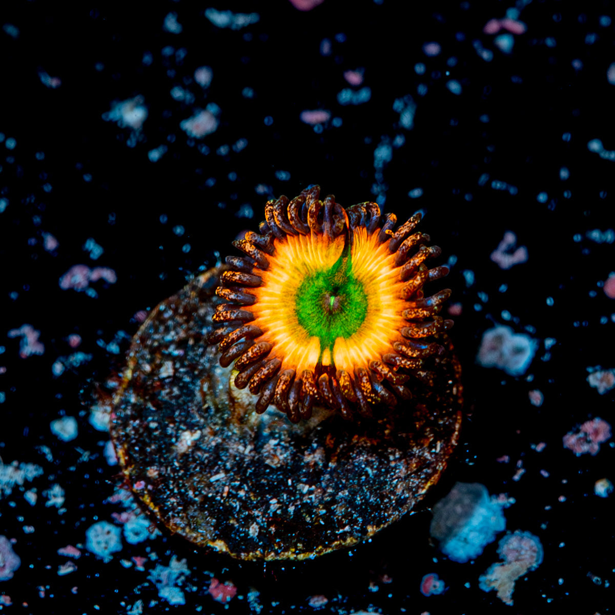 Rainbow infusions Zoanthid