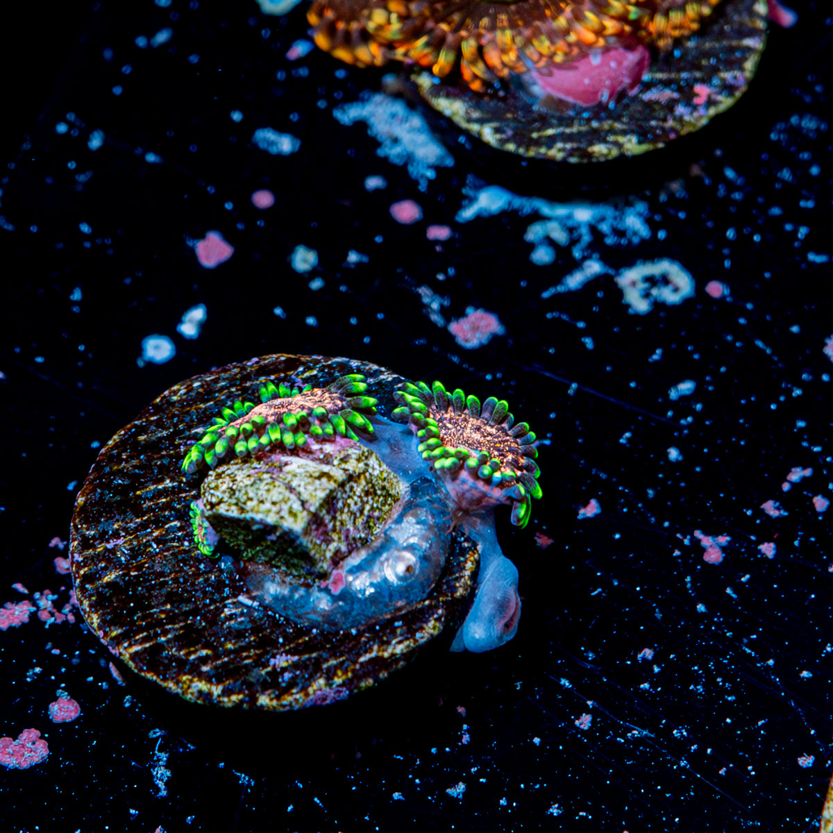 Space Jam Zoanthid 