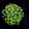 Gold Hammer Euphyllia 