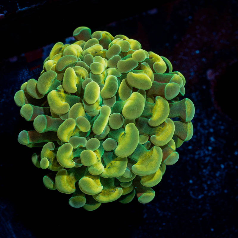 Gold Hammer Euphyllia