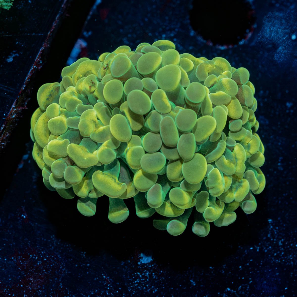 Gold Hammer Euphyllia 