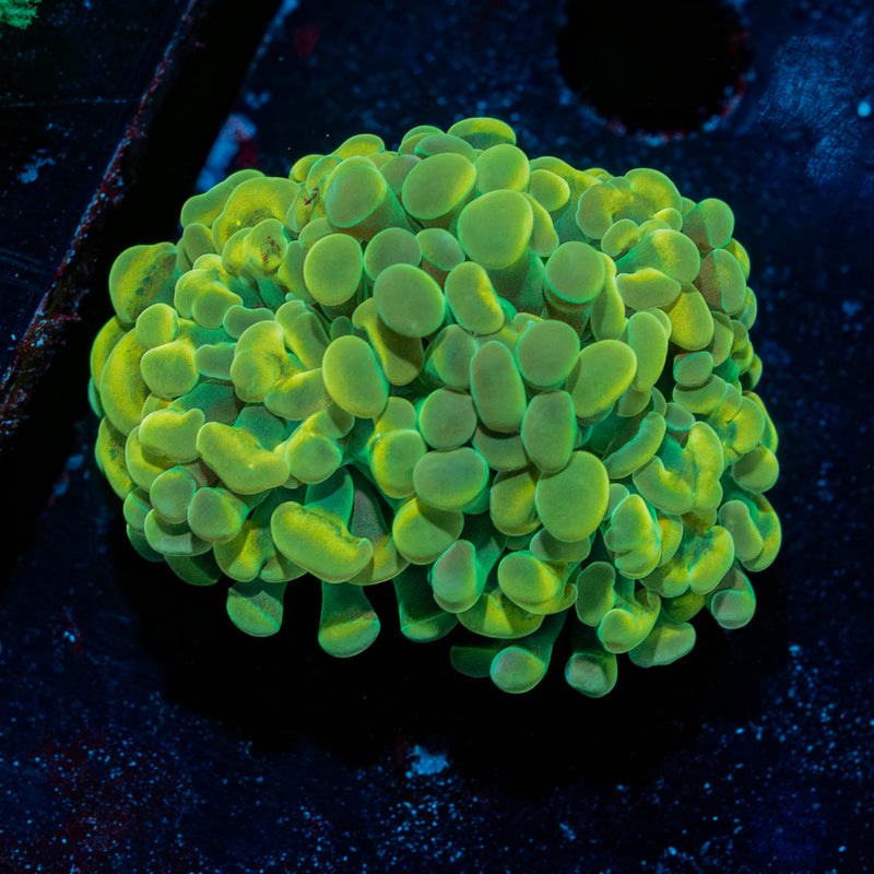 Gold Hammer Euphyllia