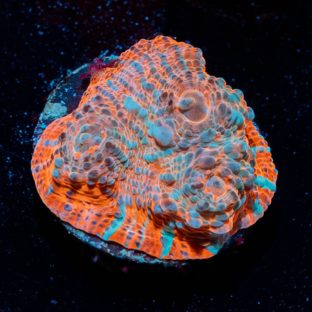 Lava Flow Chalice 