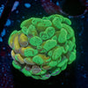 Sick and Twisted Hammer Euphyllia 