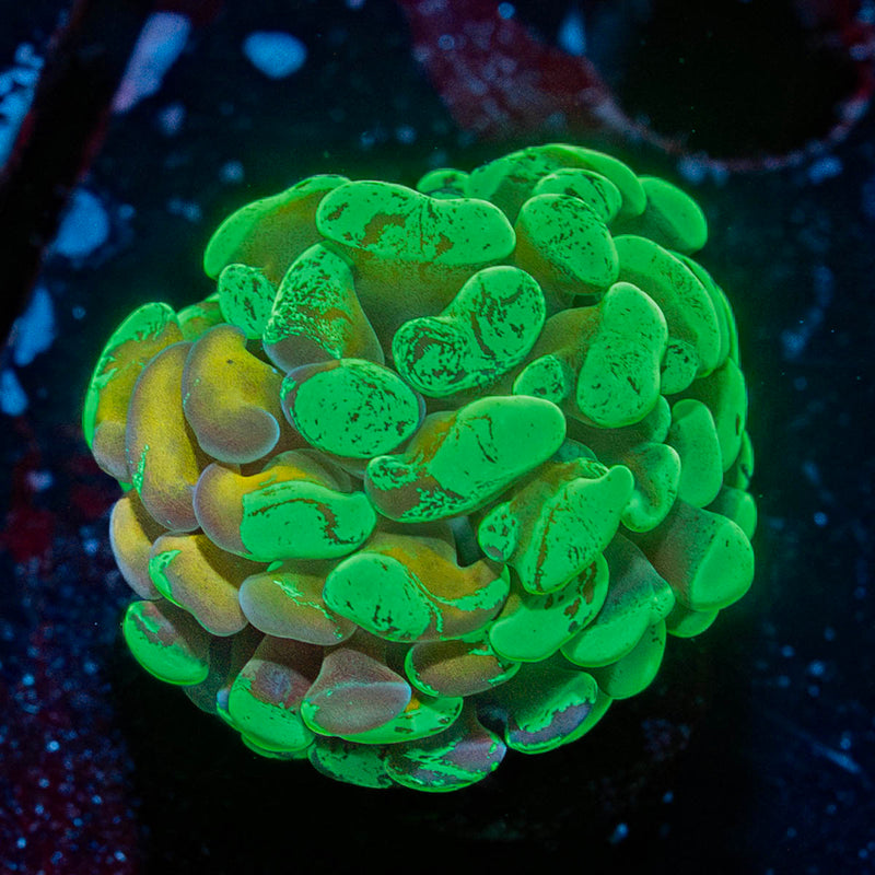 Sick and Twisted Hammer Euphyllia