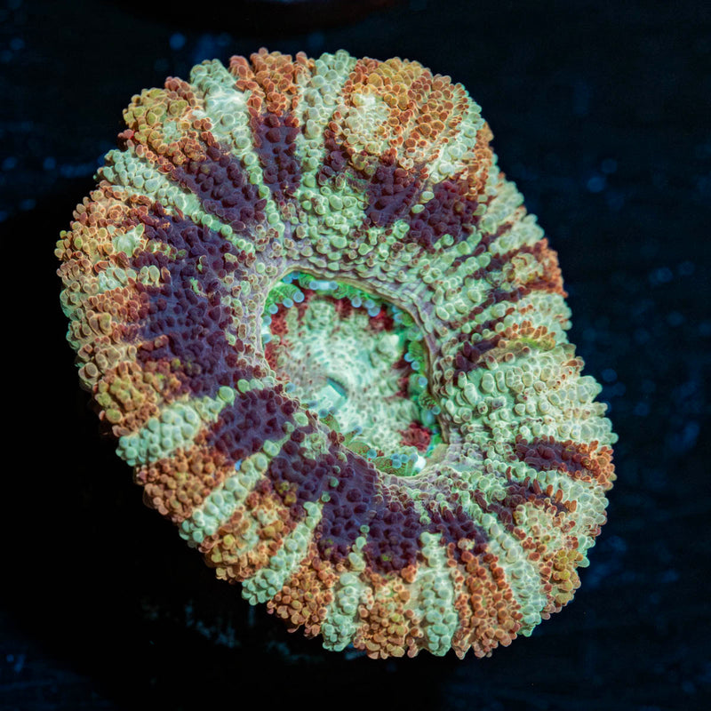 Wolverine Asian Acan