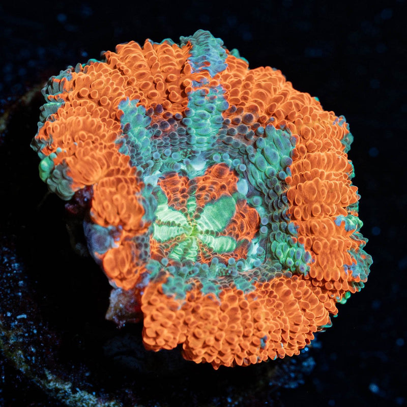 Captain Hook Asian Acan