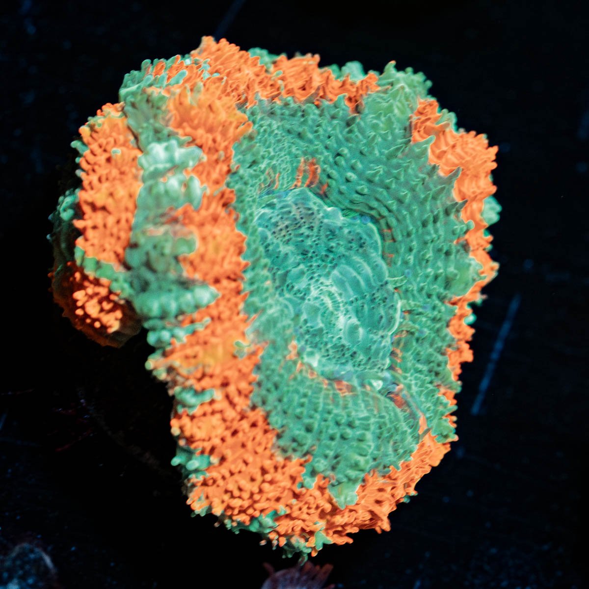 Captain Hook Asian Acan