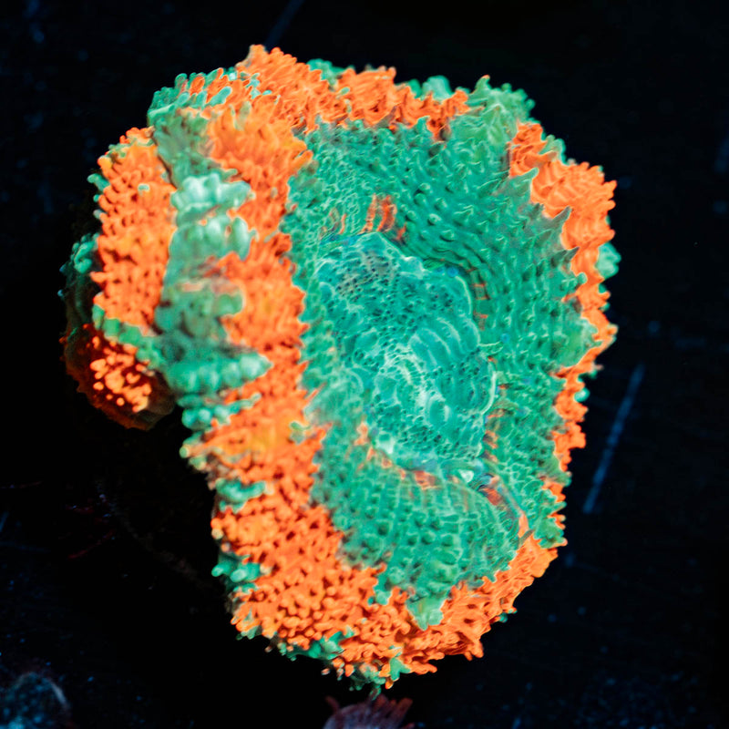 Captain Hook Asian Acan